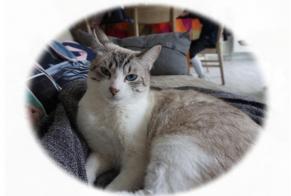 Vermisstmeldung Katze  Männliche , 6 jahre Lanester Frankreich