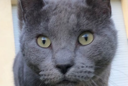 Vermisstmeldung Katze  Weiblich , 10 jahre L'Escarène Frankreich