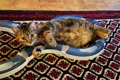 Vermisstmeldung Katze  Weiblich , 4 jahre Faye-la-Vineuse Frankreich