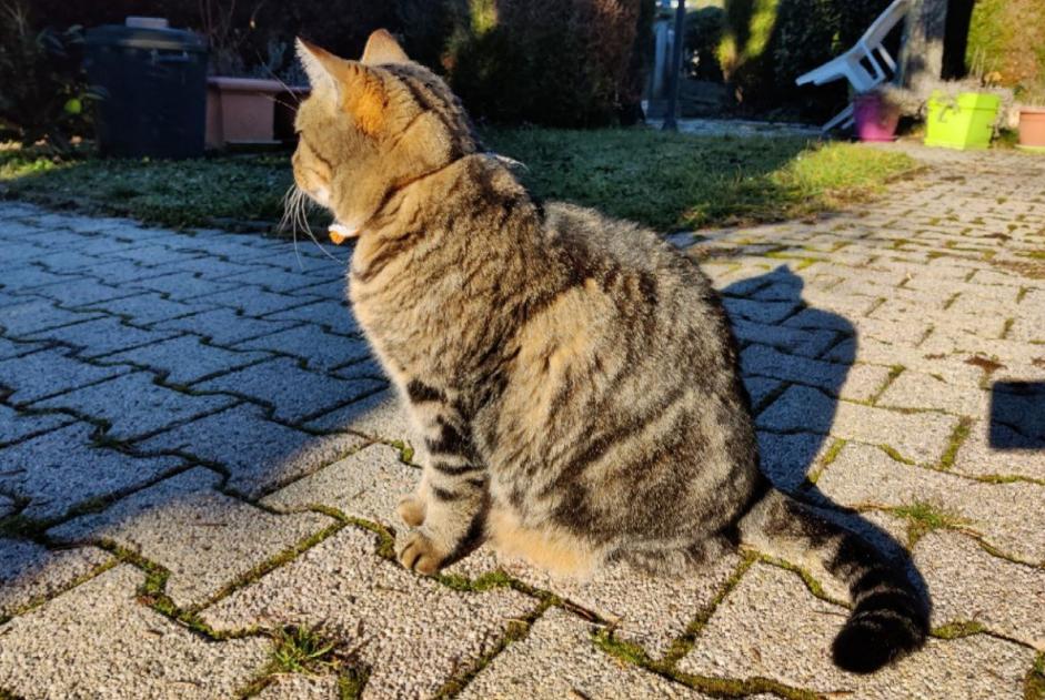 Vermisstmeldung Katze  Männliche , 8 jahre Tulle Frankreich