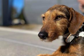 Vermisstmeldung Hund rassenmischung Weiblich , 6 jahre Stotzheim Frankreich