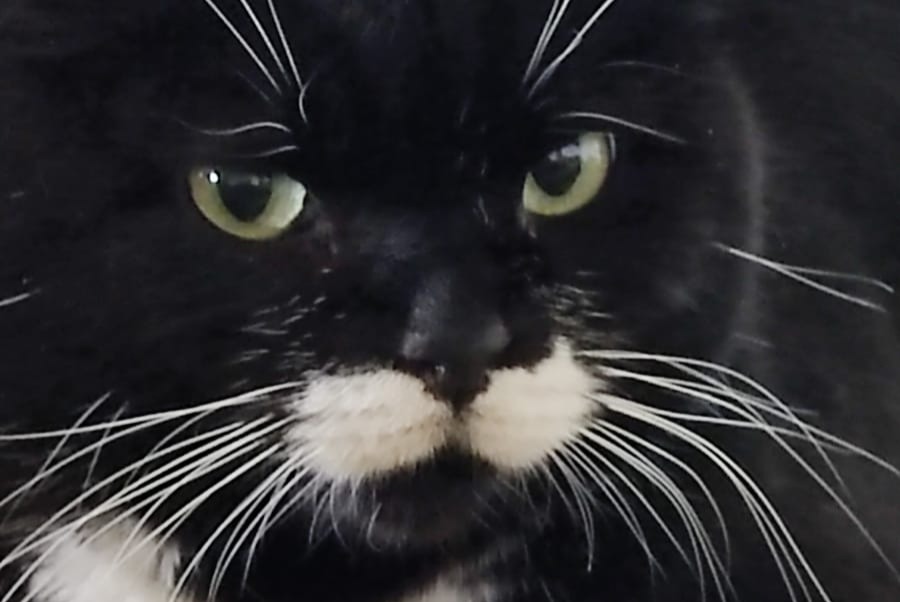 Vermisstmeldung Katze Weiblich , 10 jahre Cerneglons Italien