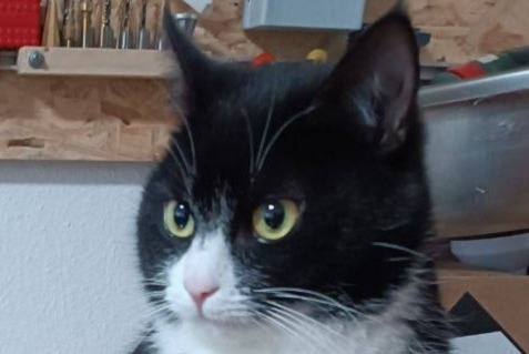 Vermisstmeldung Katze  Weiblich , 5 jahre Conty Frankreich