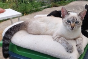 Vermisstmeldung Katze rassenmischung Weiblich , 1 jahre Lorient Frankreich