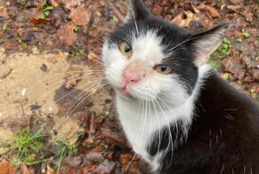 Fundmeldung Katze rassenmischung Unbekannt , 6 Jahre Fernelmont Belgien