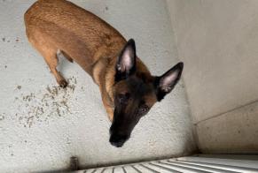 Fundmeldung Hund  Weiblich , 6 Jahre Maisons-Laffitte Frankreich
