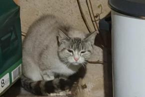 Fundmeldung Katze Weiblich Creysse Frankreich