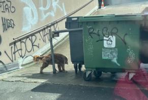 Fundmeldung Hund Unbekannt Lausanne Schweiz