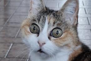Vermisstmeldung Katze rassenmischung Weiblich , 14 jahre Pierrefitte-sur-Loire Frankreich