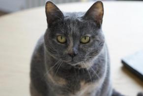 Vermisstmeldung Katze Weiblich , 10 jahre Avrillé Frankreich