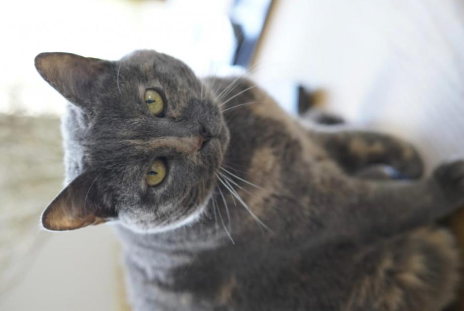 Vermisstmeldung Katze Weiblich , 10 jahre Avrillé Frankreich