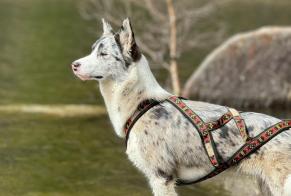 Vermisstmeldung Hund rassenmischung Weiblich , 1 jahre Muhlbach-sur-Munster Frankreich