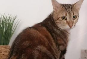 Vermisstmeldung Katze  Weiblich , 3 jahre Limoges Frankreich