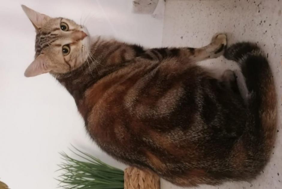 Vermisstmeldung Katze  Weiblich , 3 jahre Limoges Frankreich