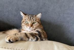 Vermisstmeldung Katze  Weiblich , 2 jahre Rives Frankreich