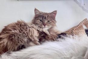 Vermisstmeldung Katze Weiblich , 1 jahre Echallens Schweiz