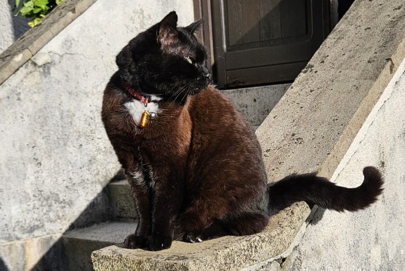 Vermisstmeldung Katze Männliche , 15 jahre Gland Schweiz
