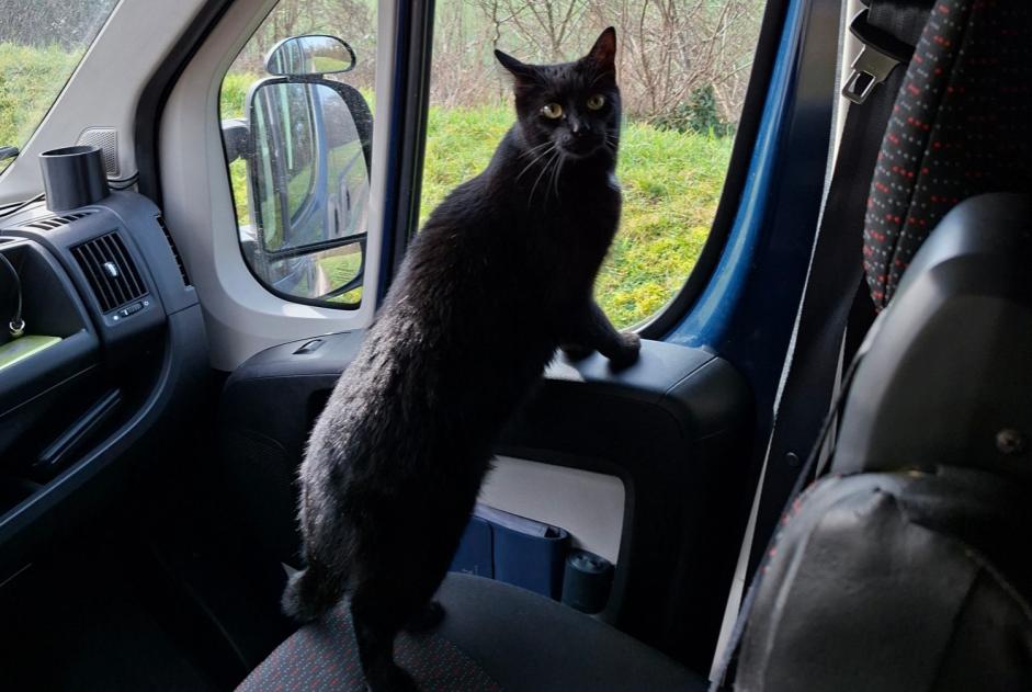 Katze Vermisst in Villel (Teruel, Spanien)  - Verlust Pet Alert Meldung Nr. 361336