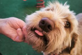 Vermisstmeldung Hund Weiblich , 3 jahre Benicasim Spanien
