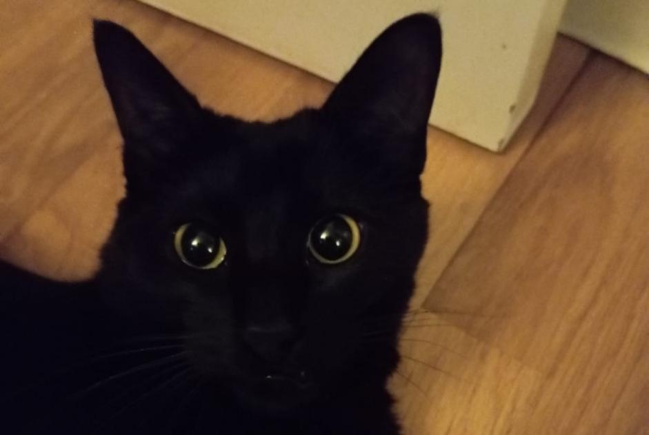 Katze Vermisst in Navarcles (Barcelona, Spanien)  - Verlust Pet Alert Meldung Nr. 376486