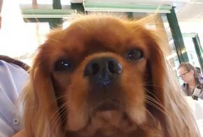 Disappearance alert Dog  Female , 5 years Roses Spain
