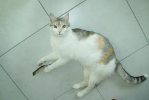 Disappearance alert Cat miscegenation Female , 13 years Chambéry France
