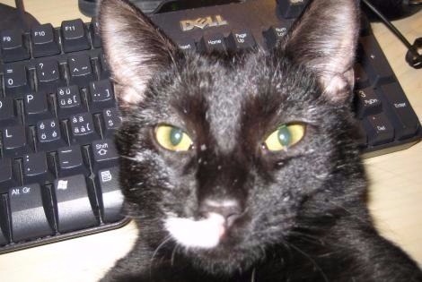 Disappearance alert Cat miscegenation Male , 11 years Valladolid Spain