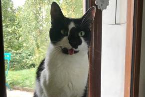 Disappearance alert Cat Male , 6 years Gex France