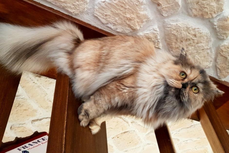 Disappearance alert Cat  Female , 7 years Saint-Jean-d'Illac France