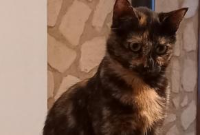 Disappearance alert Cat Female , 4 years Baume-les-Messieurs France
