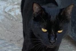 Disappearance alert Cat  Male , 1 years Mijas Spain