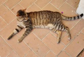 Discovery alert Cat Male , 6 years L'Escala Spain