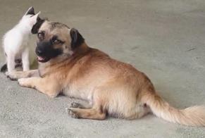 Disappearance alert Dog Male , 3 years Alhaurín el Grande Spain