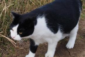 Disappearance alert Cat  Female , 8 years Canet de la Tallada Spain