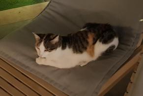 Disappearance alert Cat  Female , 8 years Sa Pobla Spain