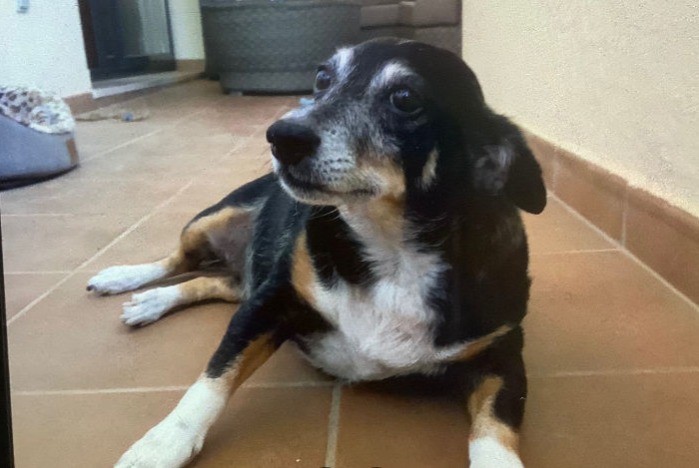 Disappearance alert Dog miscegenation Female , 9 years Malaga  Spain
