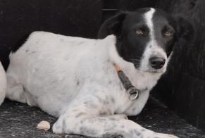 Disappearance alert Dog Female , 39 years Coín Spain