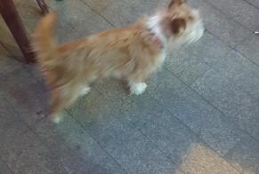 Discovery alert Dog Unknown Sevilla Spain