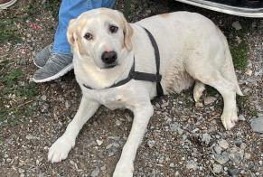 Discovery alert Dog  Male Bolvir Spain