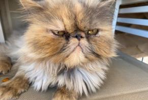 Discovery alert Cat  Female Benahavís Spain