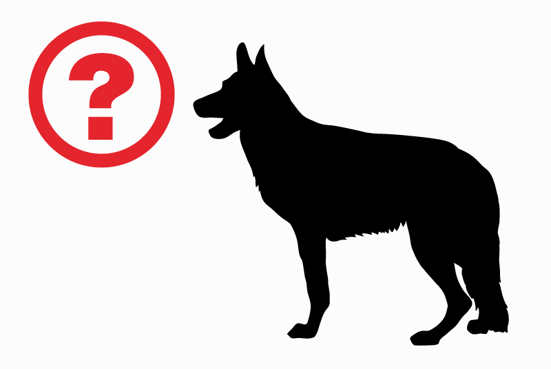 Disappearance alert Dog  Male , 12 years Barcelona Spain