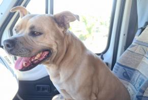 Disappearance alert Dog  Female , 4 years Huesca Spain