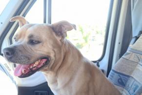 Disappearance alert Dog  Female , 4 years Fraga Spain