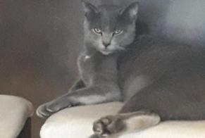 Disappearance alert Cat Male , 2 years Champagnole France