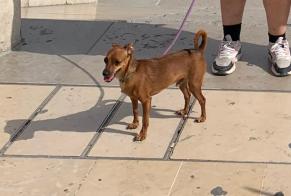 Disappearance alert Dog Male , 3 years Guadassuar Spain