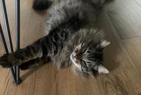 Disappearance alert Cat miscegenation Male , 5 years Roses Spain