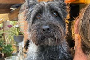Disappearance alert Dog  Male , 6 years Coín Spain