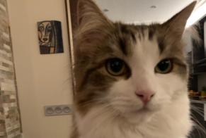 Disappearance alert Cat miscegenation Female , 1 years Calpe Spain