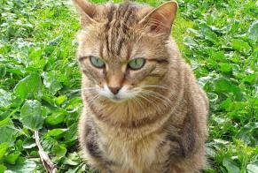 Disappearance alert Cat Female , 8 years Estrées France
