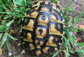 Disappearance alert Tortoise Male , 2024 years Mougins France